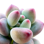 Sedum commixtum | Comic Tom