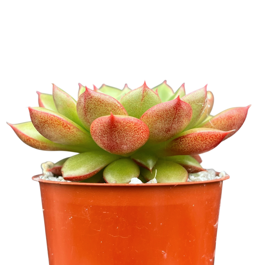 Echeveria 'Yoda'
