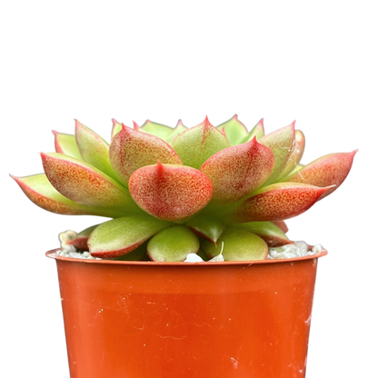 Echeveria 'Yoda'