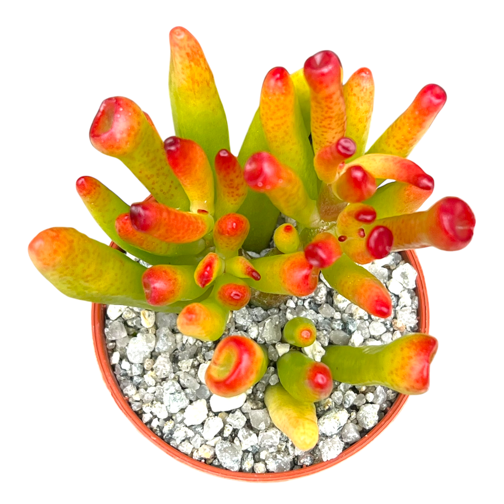 Crassula 'Horn Tree'