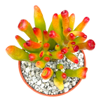 Crassula 'Horn Tree'