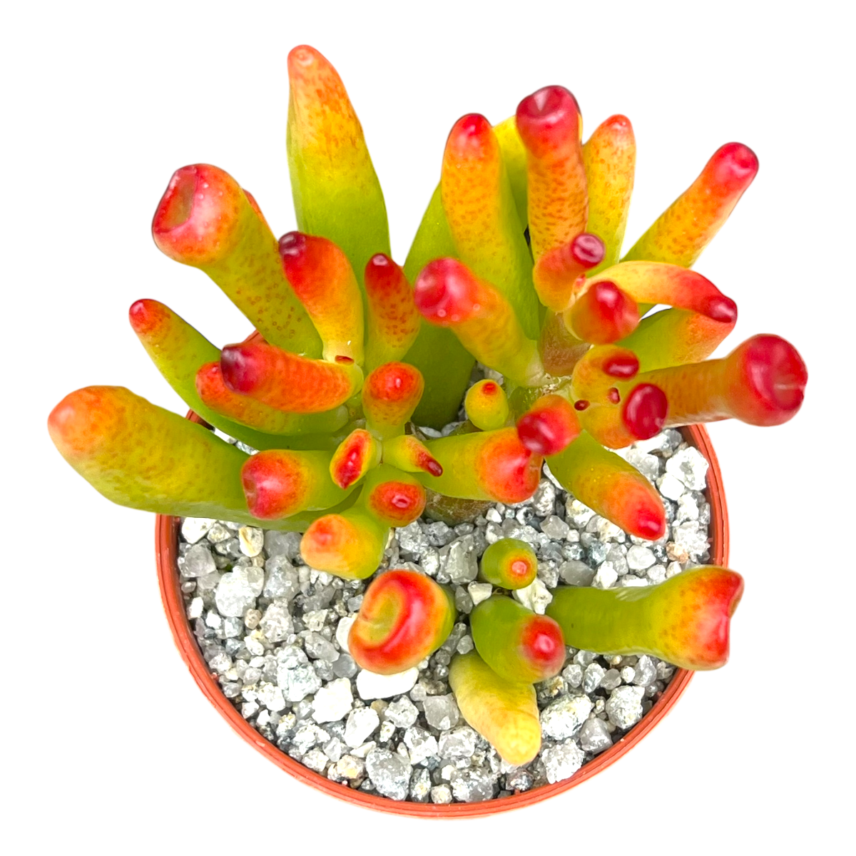 Crassula 'Horn Tree'