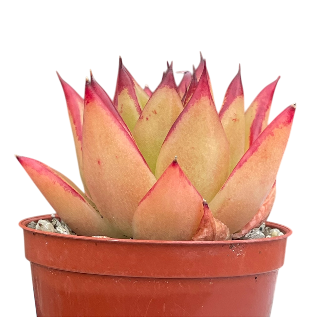 Echeveria agavoides 'Lipstick'