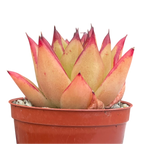Echeveria agavoides 'Lipstick'