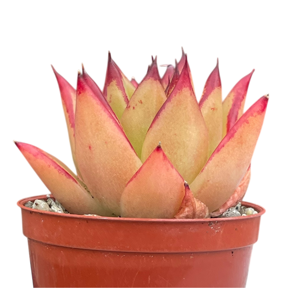 Echeveria agavoides 'Lipstick'