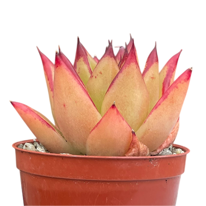 Echeveria agavoides 'Lipstick'