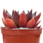 Echeveria 'Chocolate'