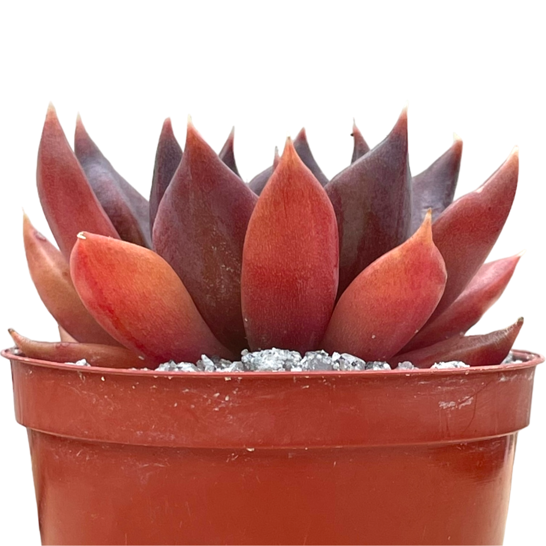 Echeveria 'Chocolate'