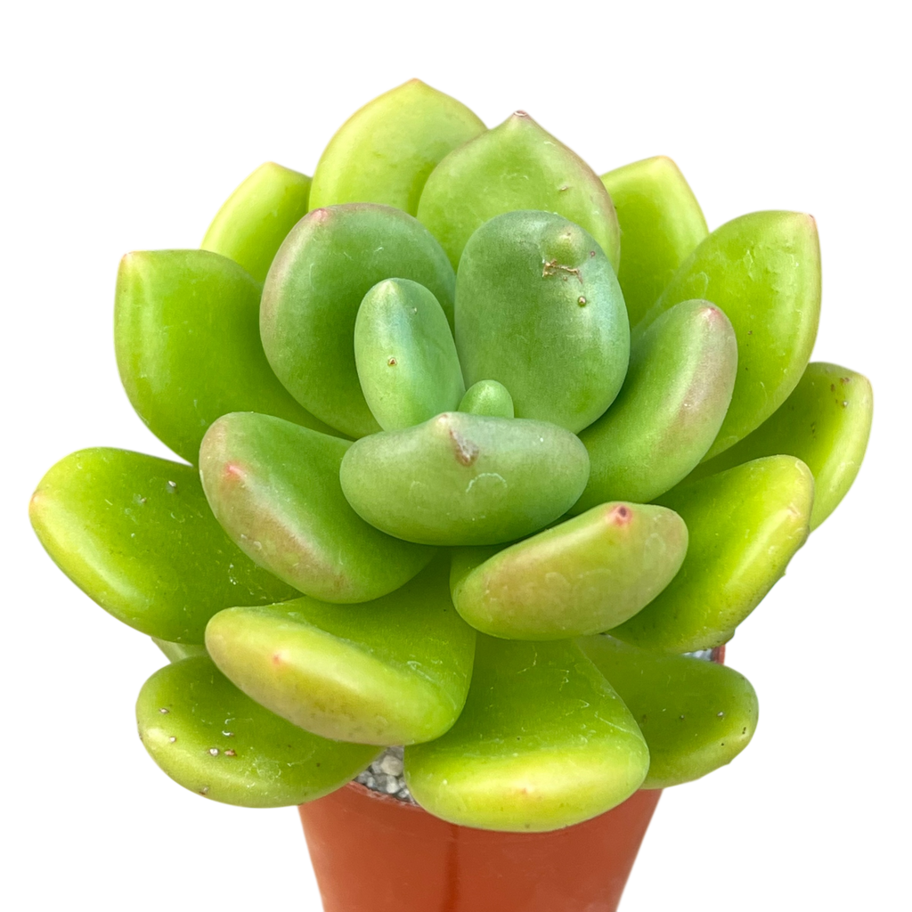 Cremnophila linguifolia