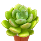 Cremnophila linguifolia
