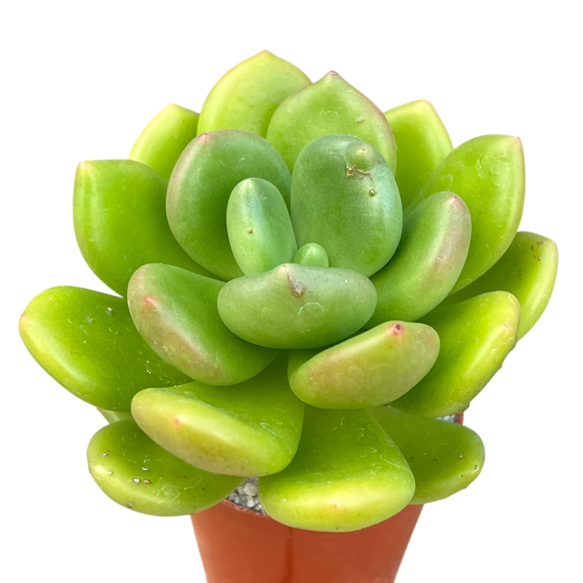 Cremnophila linguifolia