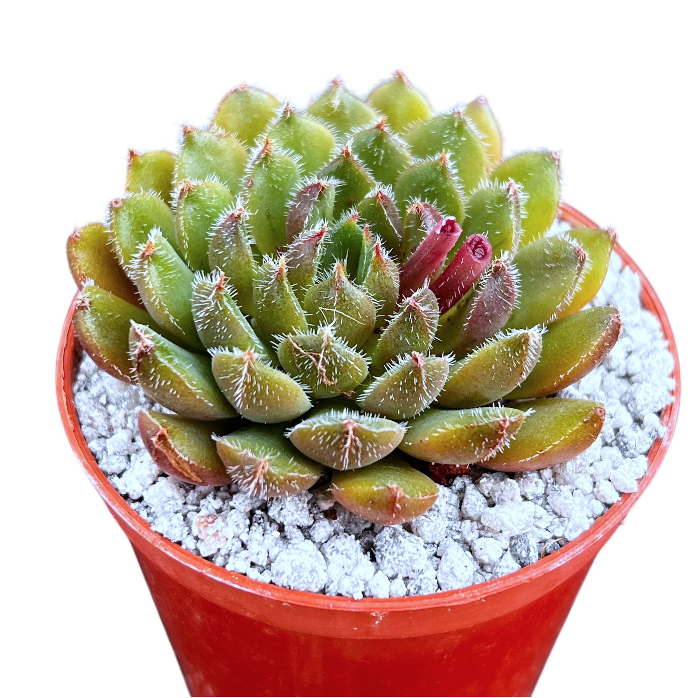 Echeveria 'Scorpio'