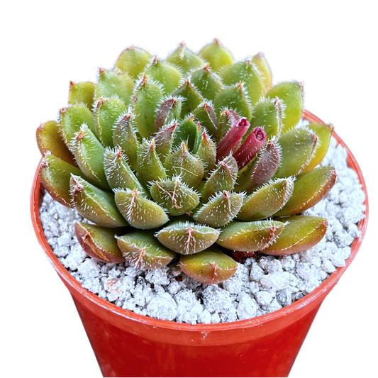 Echeveria 'Scorpio'