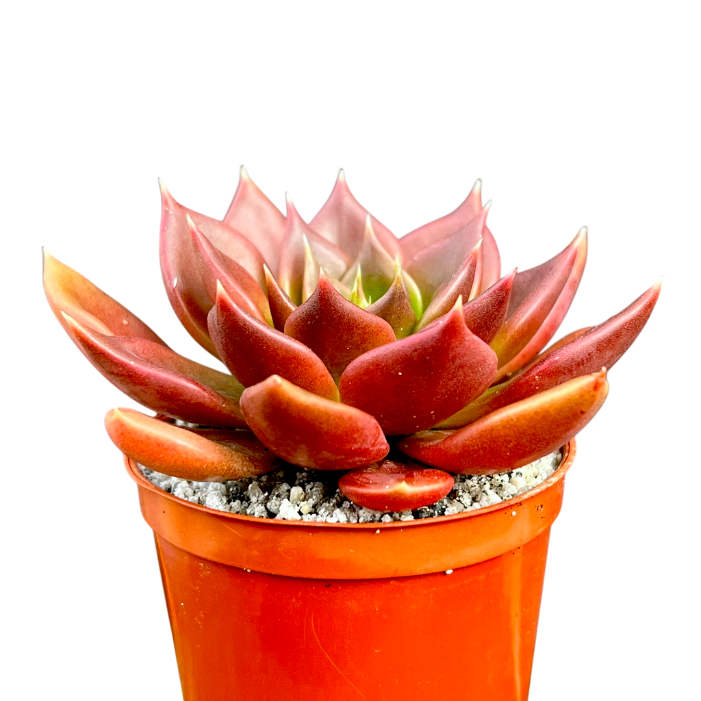 Echeveria 'Black Prince'