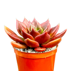 Echeveria 'Black Prince'