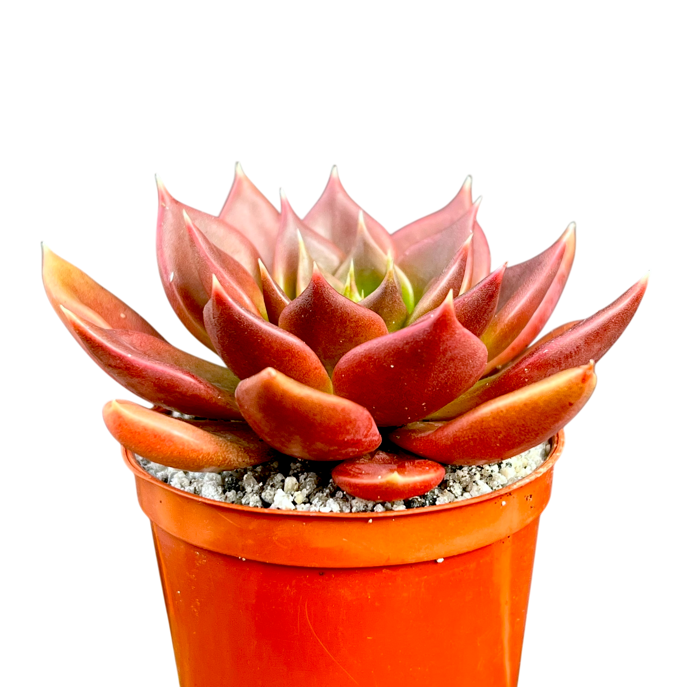 Echeveria 'Black Prince'