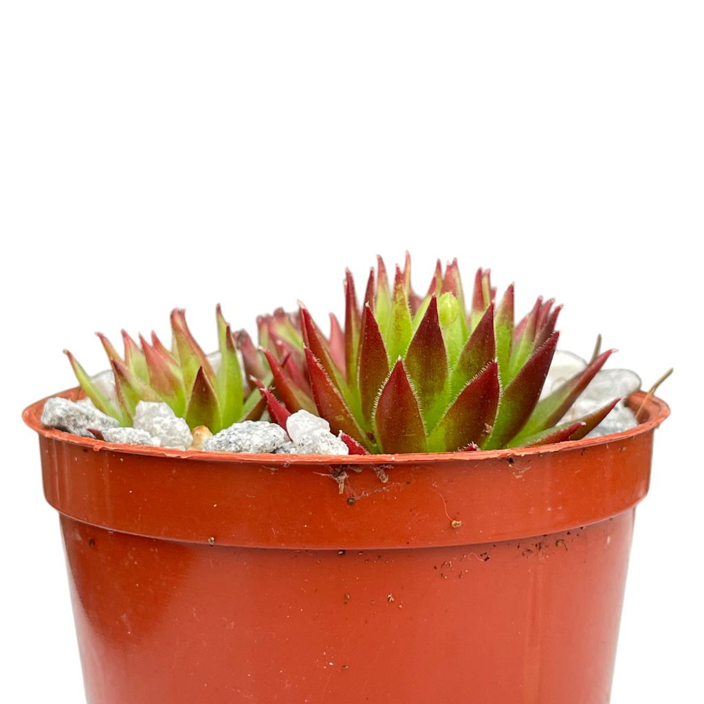 Jovibarba hirta 'Emerald Joy'