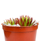 Jovibarba hirta 'Emerald Joy'