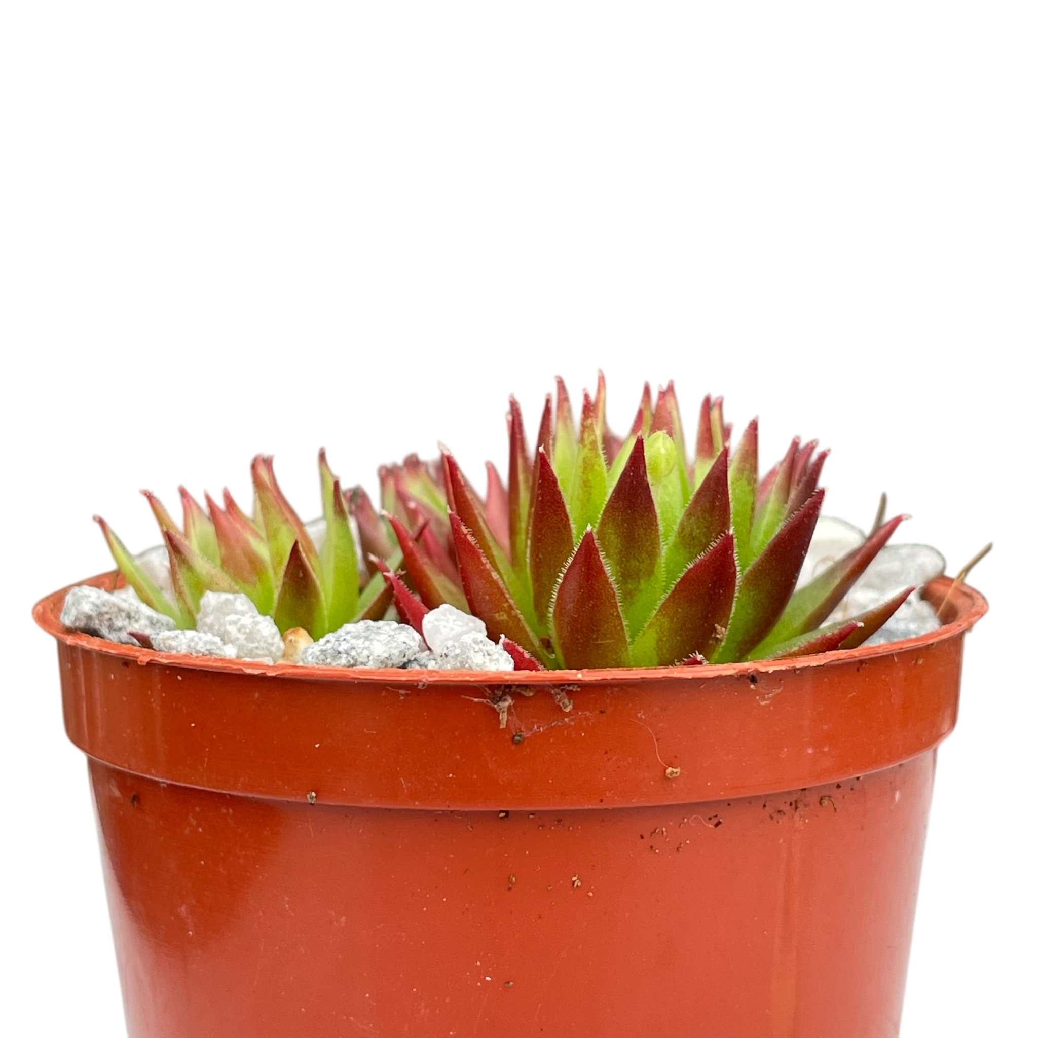 Jovibarba hirta 'Emerald Joy'