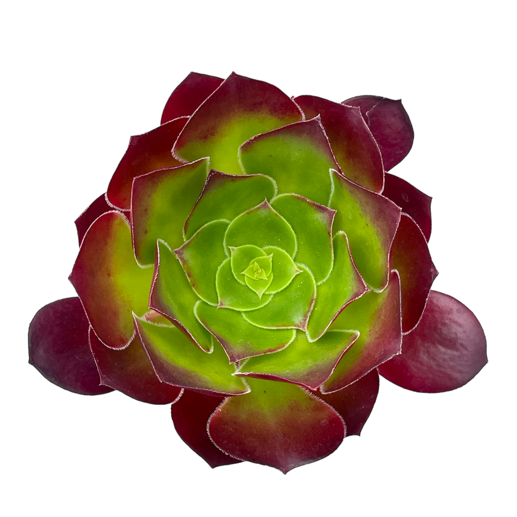 Aeonium 'Pomegranate'