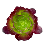 Aeonium 'Pomegranate'