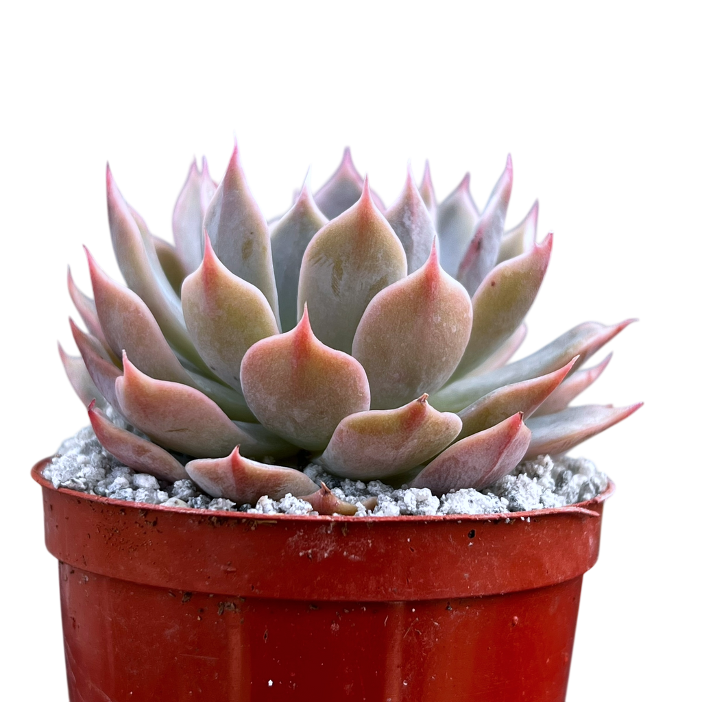 Echeveria 'Satellite'