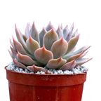 Echeveria 'Satellite'