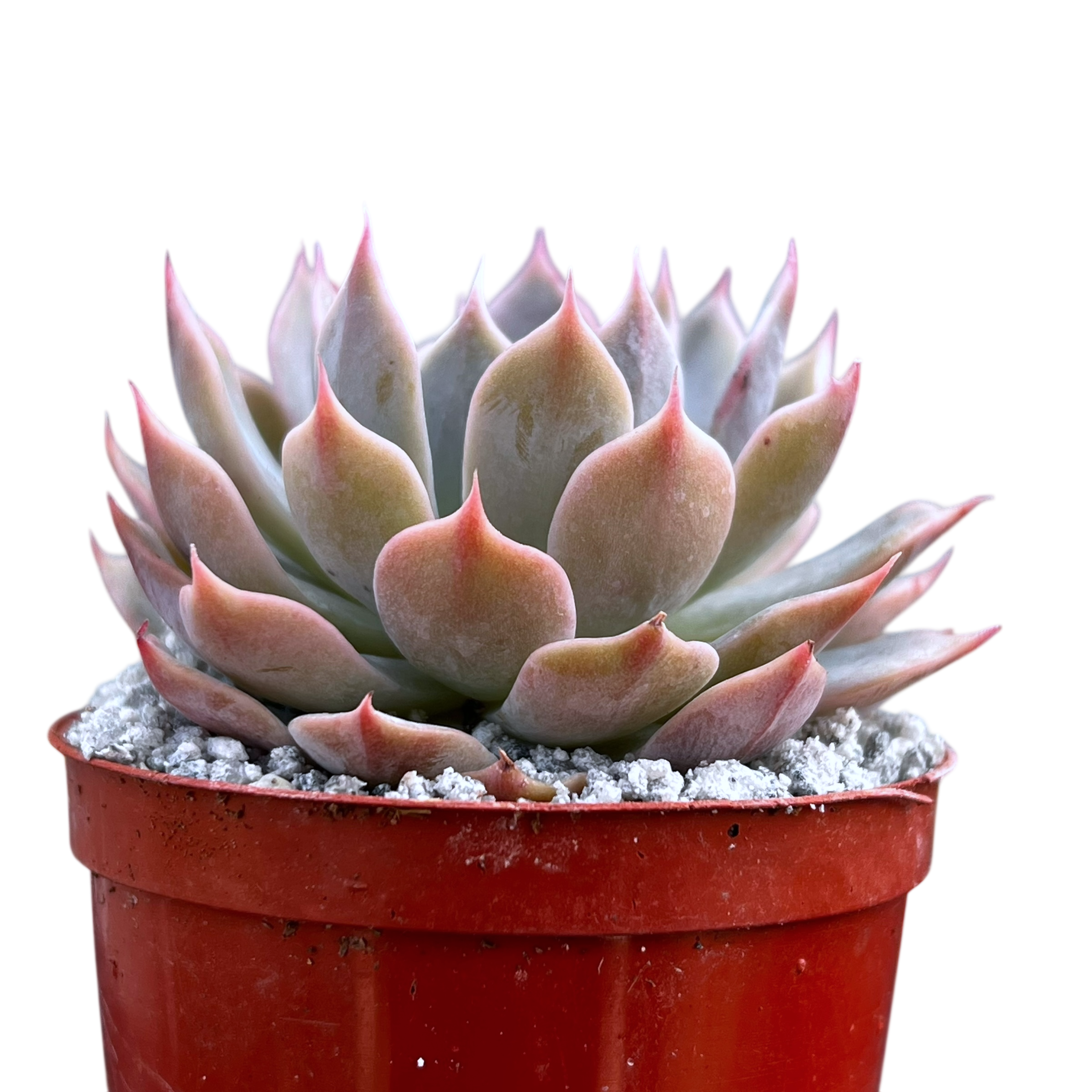 Echeveria 'Satellite'