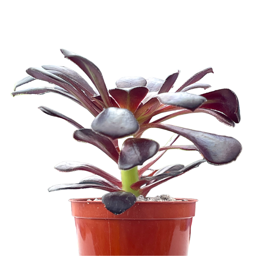 Aeonium 'Schwarzkopf'