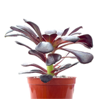 Aeonium 'Schwarzkopf'