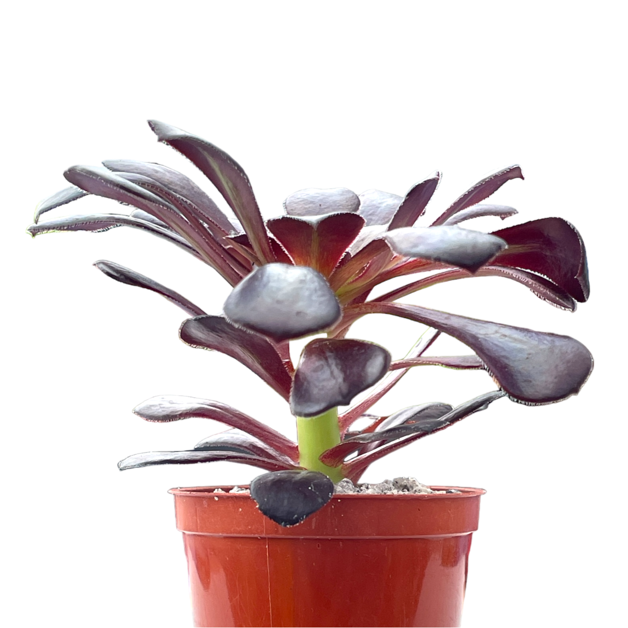 Aeonium 'Schwarzkopf'