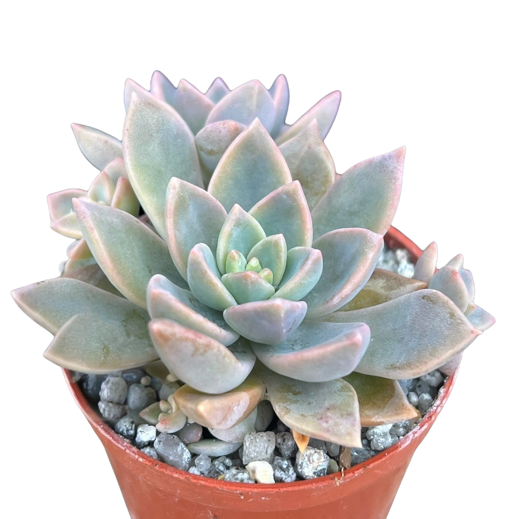 x Graptoveria 'Pik Ruza'