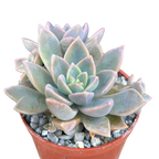 x Graptoveria 'Pik Ruza'