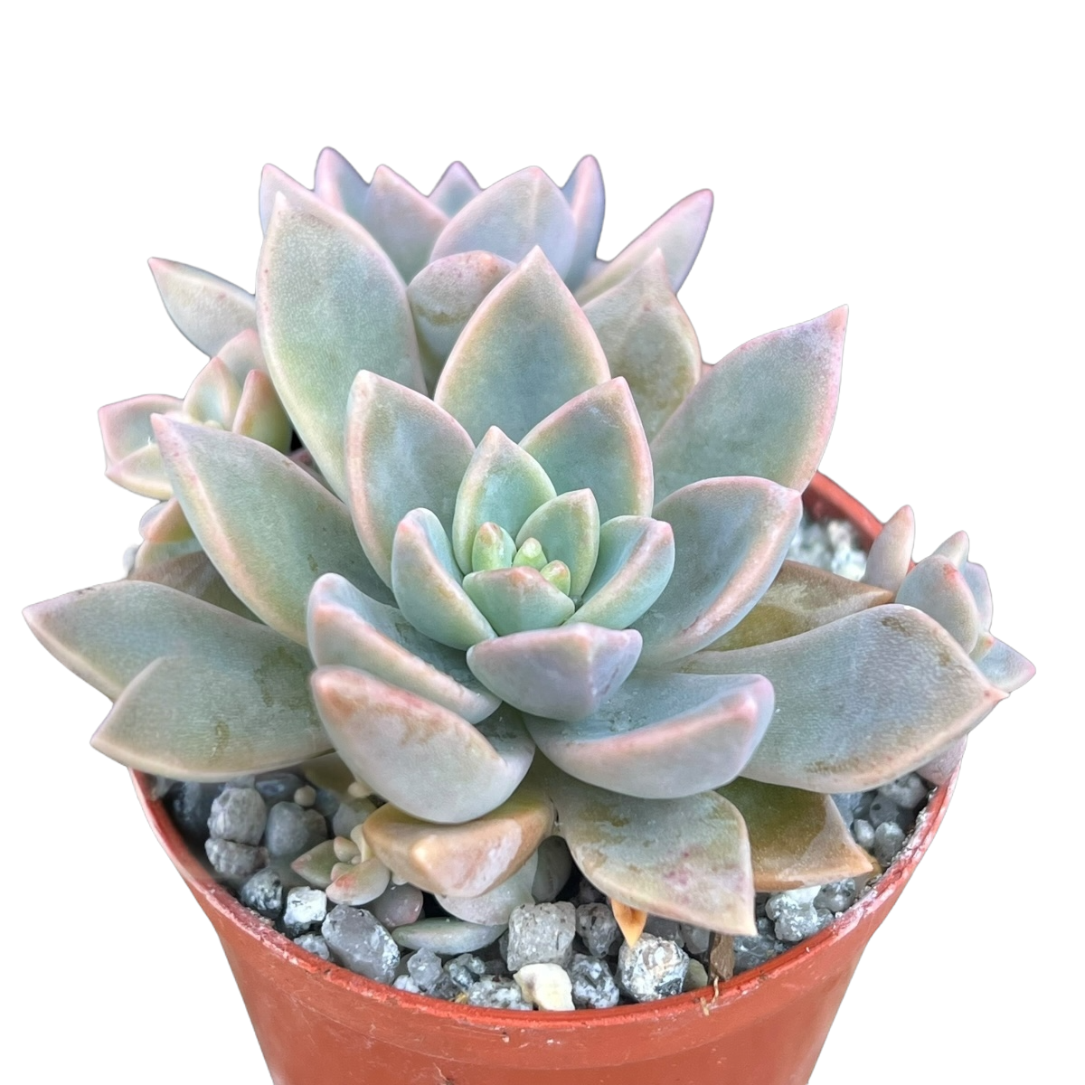 x Graptoveria 'Pik Ruza'