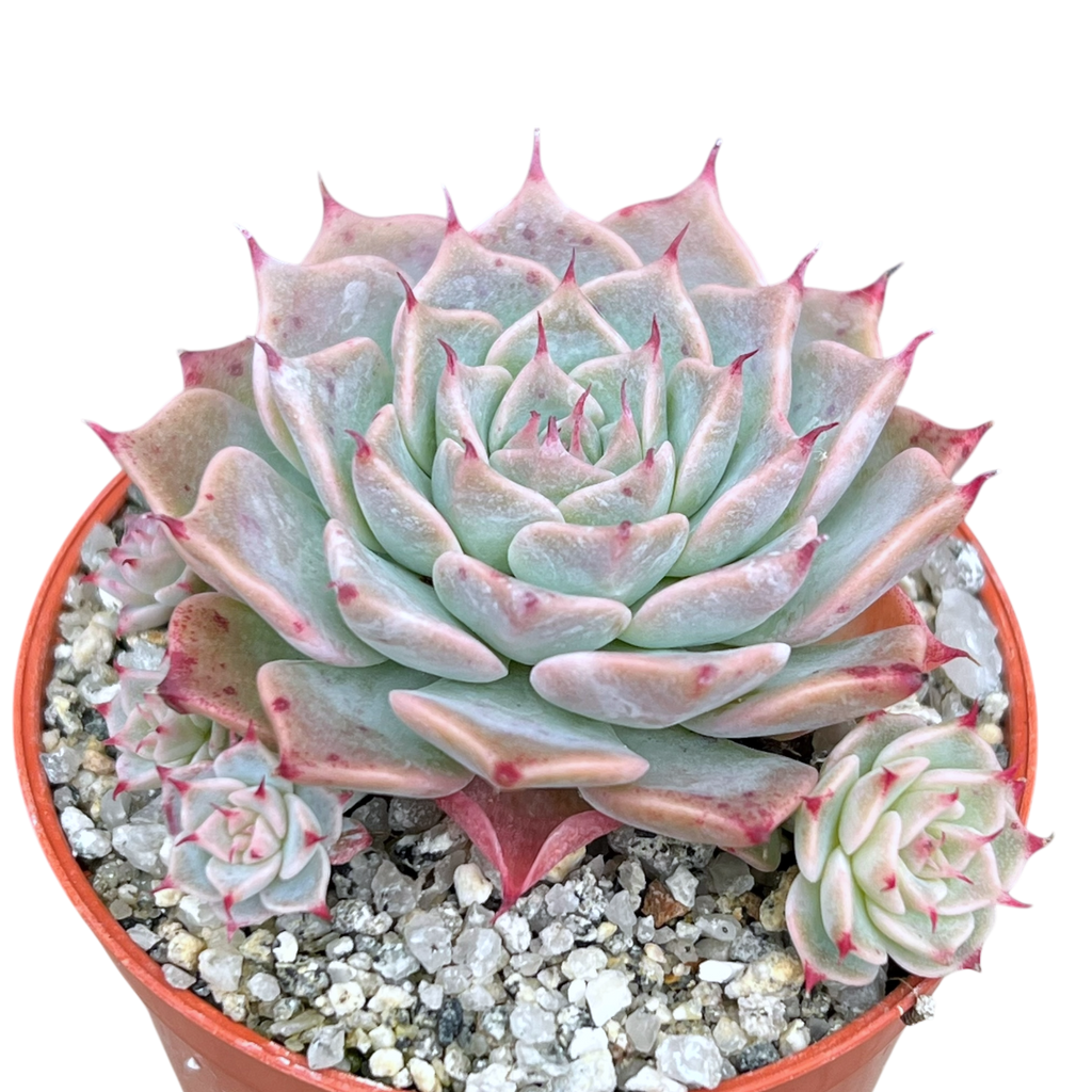 Echeveria halbingeri 'Walther'