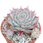 Echeveria halbingeri 'Walther'