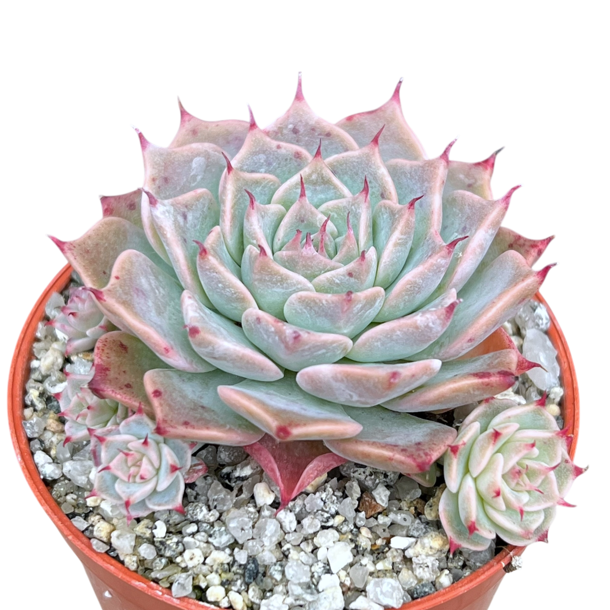 Echeveria halbingeri 'Walther'