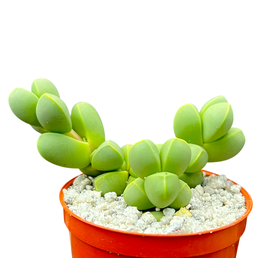 Delosperma lehmannii