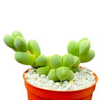 Delosperma lehmannii