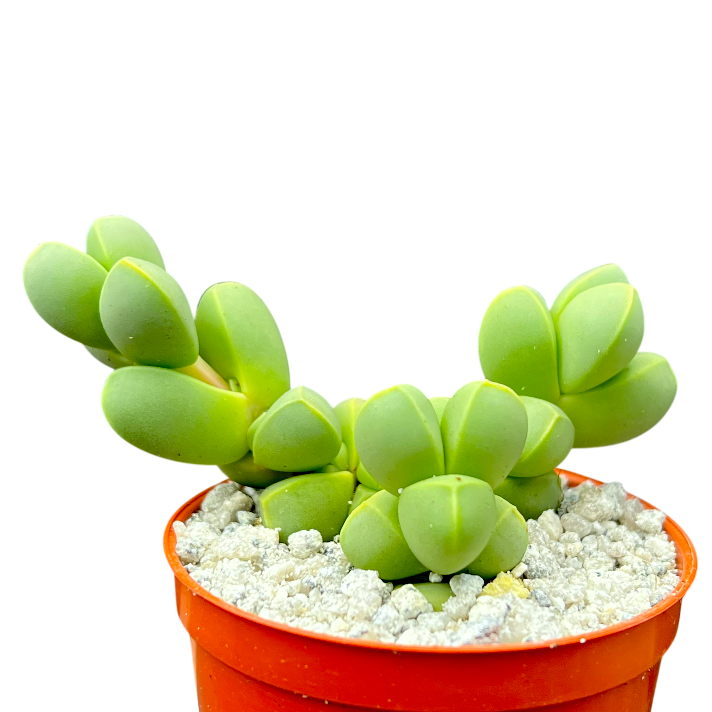 Delosperma lehmannii