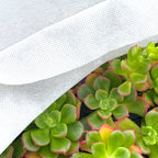 High Quality Horticultural Fleece | 60g/sm