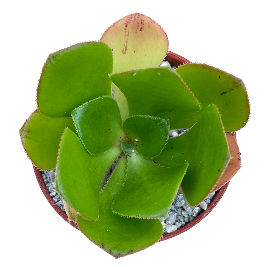 Aeonium glutinosum