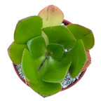 Aeonium glutinosum