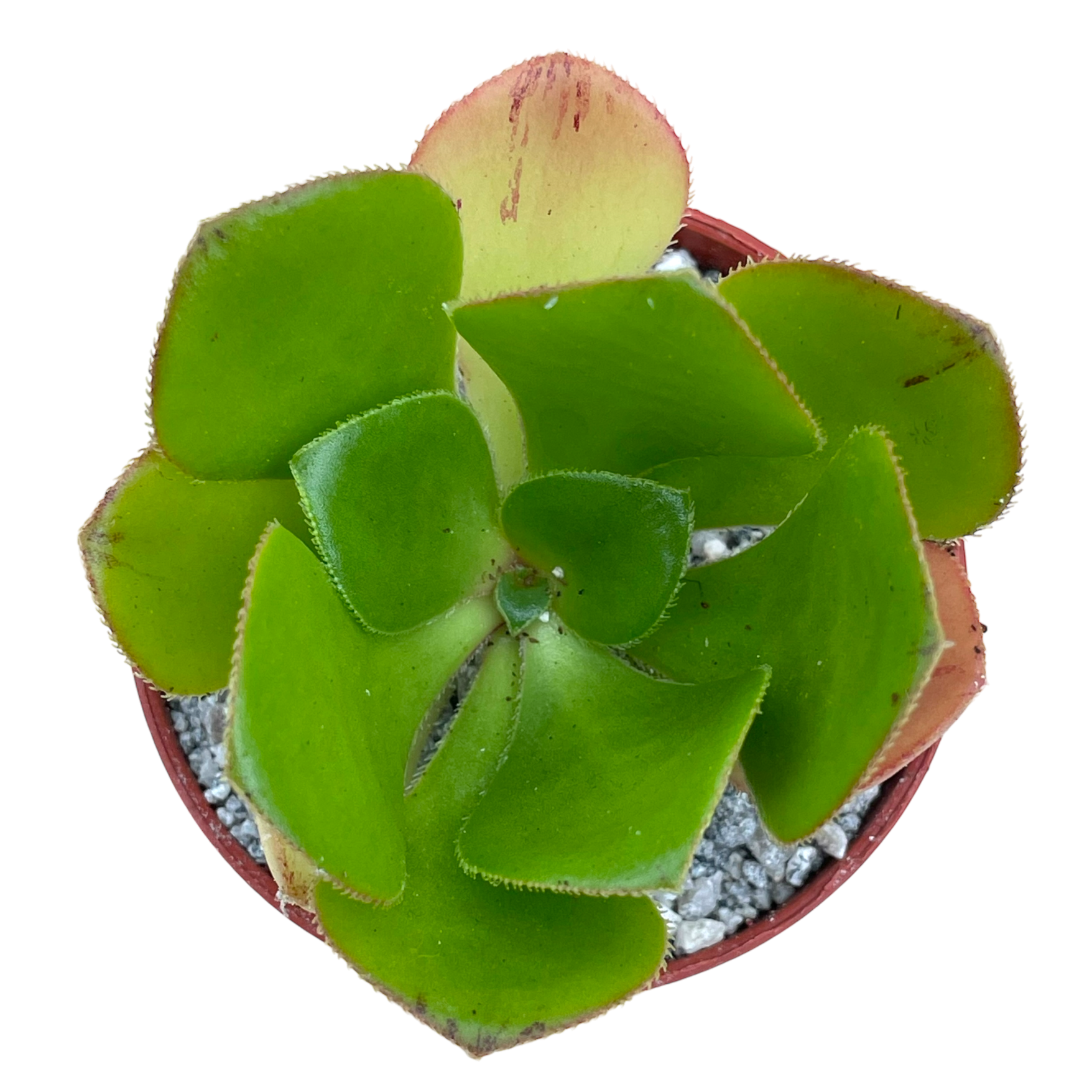 Aeonium glutinosum