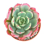 Echeveria 'Nana Mini Hook'