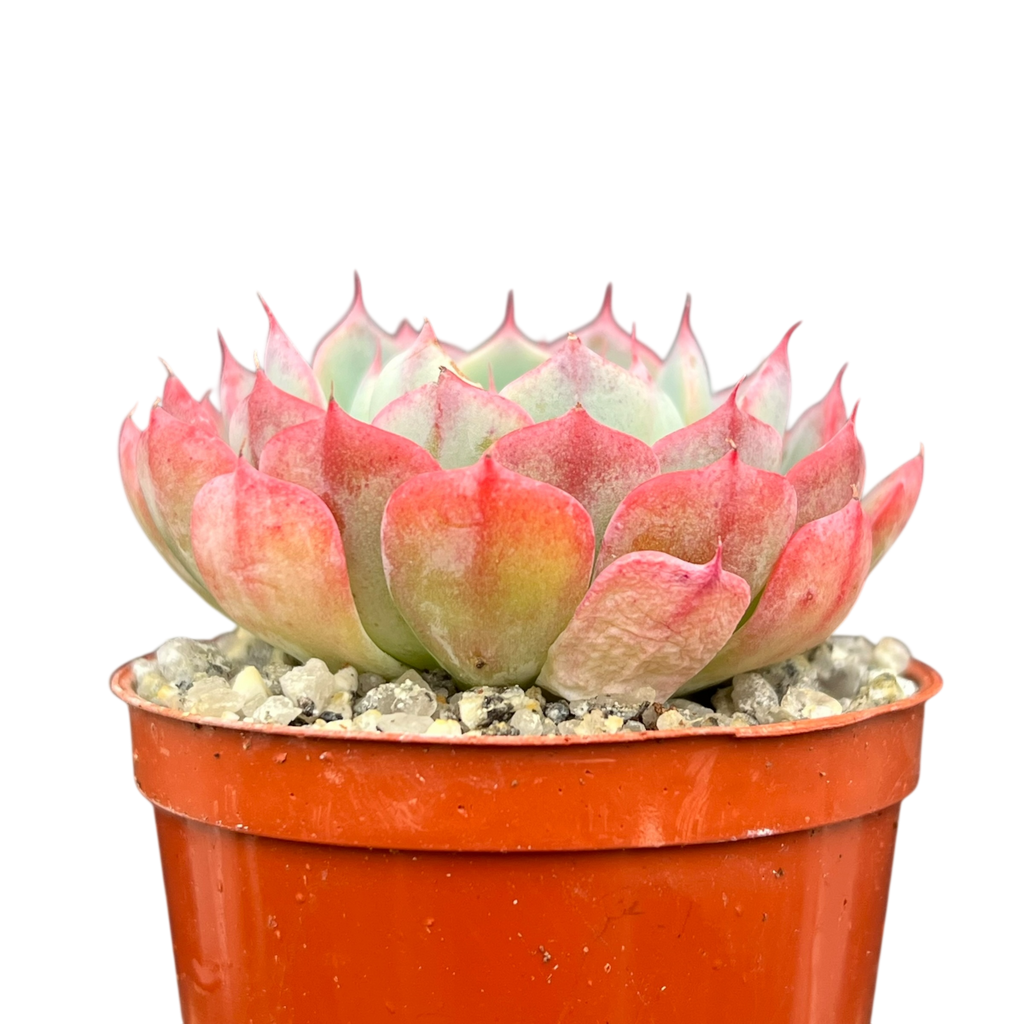 Echeveria 'Sierra'