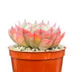 Echeveria 'Sierra'