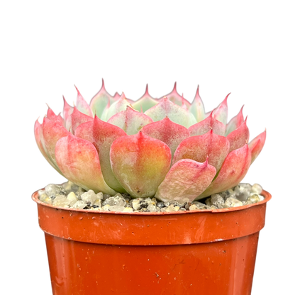 Echeveria 'Sierra'