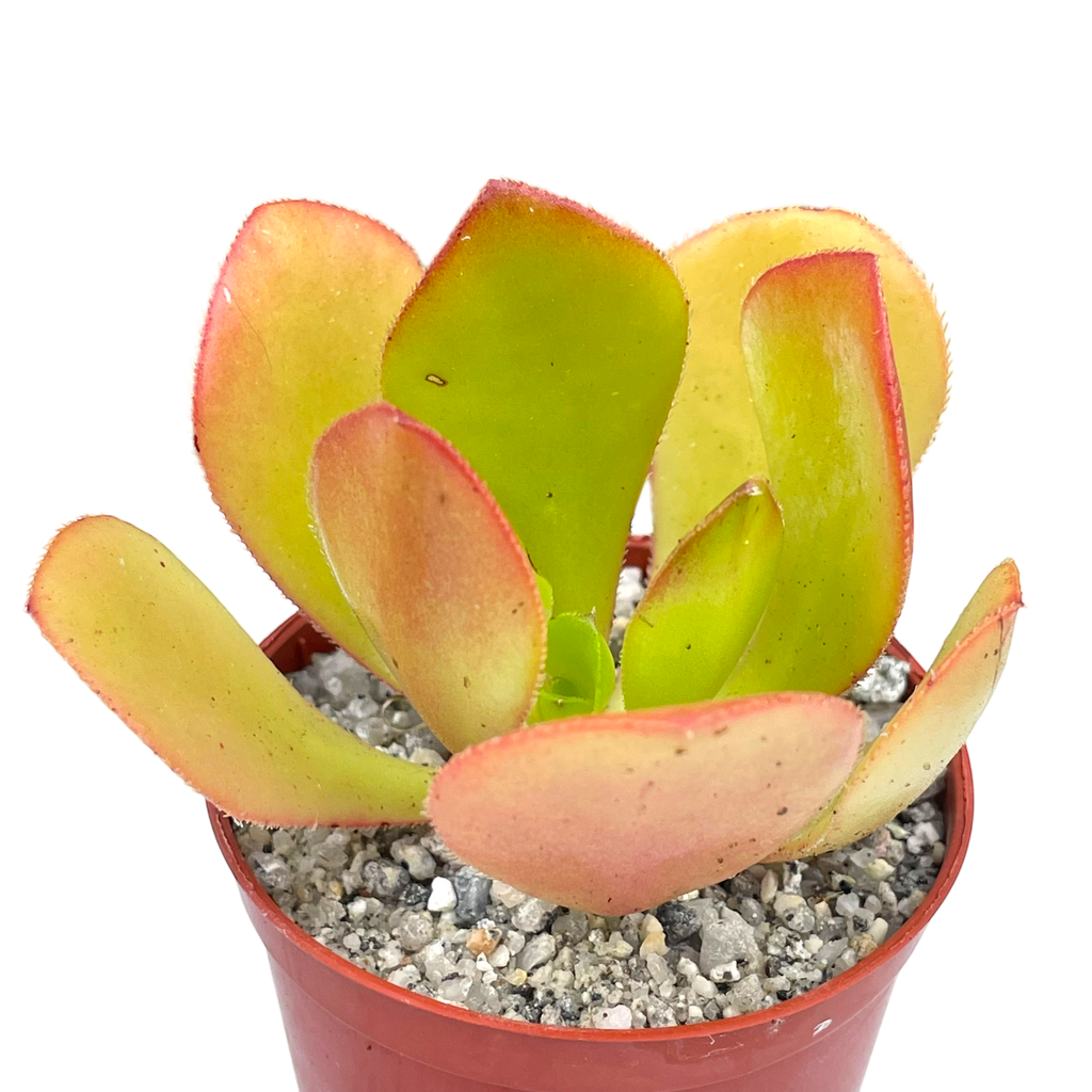 Aeonium glutinosum