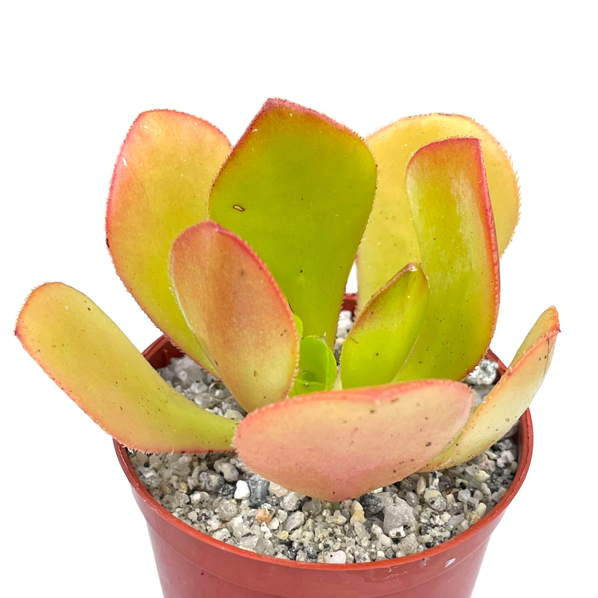Aeonium glutinosum